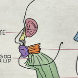 Muscles of the Head, Mid 20th Century Ink and Waterclor School Anatomy Diagram on Board