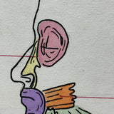 Muscles of the Head, Mid 20th Century Ink and Waterclor School Anatomy Diagram on Board