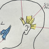 Muscles of the Head, Mid 20th Century Ink and Waterclor School Anatomy Diagram on Board