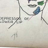 Muscles of the Head, Mid 20th Century Ink and Waterclor School Anatomy Diagram on Board