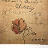Vivian Lincoln's Grade School Botany Notebook