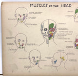 Muscles of the Head, Mid 20th Century Ink and Waterclor School Anatomy Diagram on Board