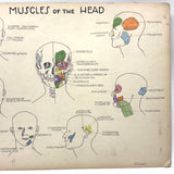 Muscles of the Head, Mid 20th Century Ink and Waterclor School Anatomy Diagram on Board