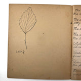 Vivian Lincoln's Grade School Botany Notebook