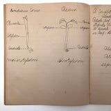 Vivian Lincoln's Grade School Botany Notebook