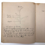 Vivian Lincoln's Grade School Botany Notebook
