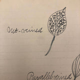 Vivian Lincoln's Grade School Botany Notebook