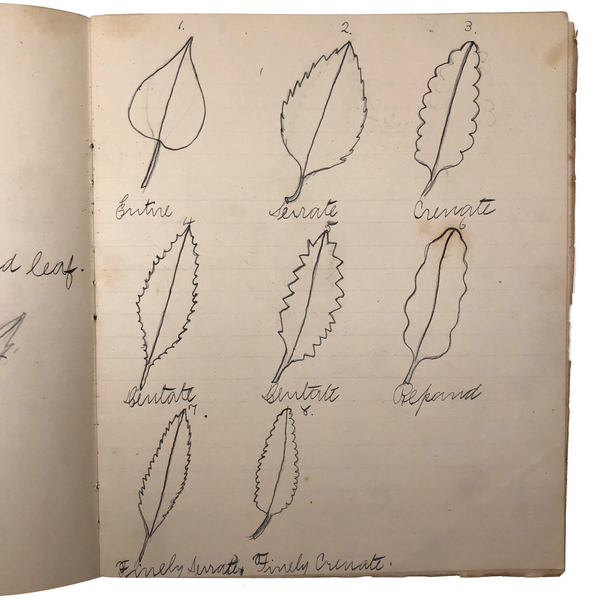 Vivian Lincoln's Grade School Botany Notebook