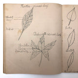 Vivian Lincoln's Grade School Botany Notebook