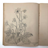 Vivian Lincoln's Grade School Botany Notebook