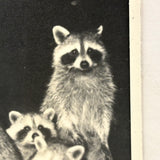 Raccoon Family, Photobooth-esque Vintage Snapshot