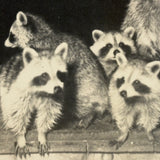 Raccoon Family, Photobooth-esque Vintage Snapshot