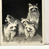 Raccoon Family, Photobooth-esque Vintage Snapshot