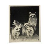 Raccoon Family, Photobooth-esque Vintage Snapshot