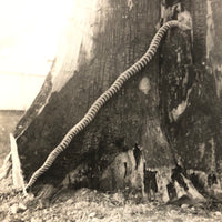 Man vs. Giant Wooden Snake, Curious c. 1940s Snapshot Photo