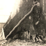 Man vs. Giant Wooden Snake, Curious c. 1940s Snapshot Photo