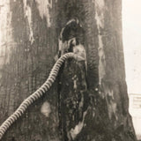 Man vs. Giant Wooden Snake, Curious c. 1940s Snapshot Photo
