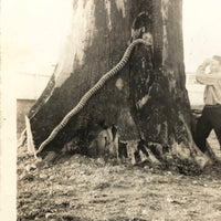 Man vs. Giant Wooden Snake, Curious c. 1940s Snapshot Photo