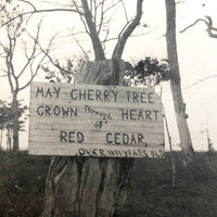 May Cherry Tree Grown through Heart of Red Cedar, RPPC