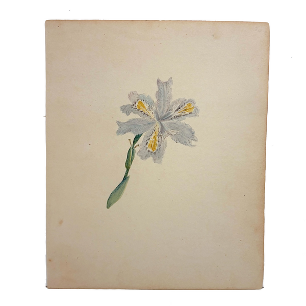 Yellow Bearded Pale Iris, Delicate Antique Watercolor