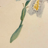 Yellow Bearded Pale Iris, Delicate Antique Watercolor