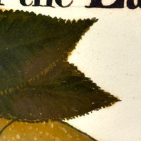 Turn of the Lane, Wonderful Earlyish 19th Century Oil on Paper Apple with Perfect Inked Lettering