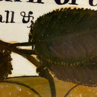Turn of the Lane, Wonderful Earlyish 19th Century Oil on Paper Apple with Perfect Inked Lettering