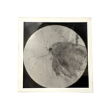 C. 1940s Microphoto of Water Flea, Signed Gene Gaines