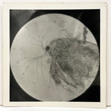 C. 1940s Microphoto of Water Flea, Signed Gene Gaines