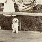 Vines, Hammock, Standing Dog, Man in Motion, Woman in White, Striking Antique Mounted Photograph