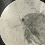 C. 1940s Microphoto of Water Flea, Signed Gene Gaines