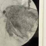 C. 1940s Microphoto of Water Flea, Signed Gene Gaines