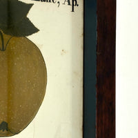 Turn of the Lane, Wonderful Earlyish 19th Century Oil on Paper Apple with Perfect Inked Lettering