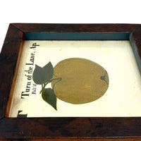 Turn of the Lane, Wonderful Earlyish 19th Century Oil on Paper Apple with Perfect Inked Lettering