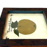 Turn of the Lane, Wonderful Earlyish 19th Century Oil on Paper Apple with Perfect Inked Lettering