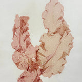 Painterly Pinks, Lovely Victorian Mounted Sea Moss Specimen