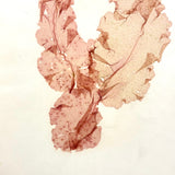 Painterly Pinks, Lovely Victorian Mounted Sea Moss Specimen