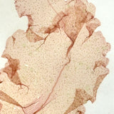 Painterly Pinks, Lovely Victorian Mounted Sea Moss Specimen