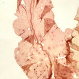 Painterly Pinks, Lovely Victorian Mounted Sea Moss Specimen