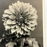 Dahlia Bloom and Leaves,  Blossfeldt-esque Silver Gelatin Print Photo