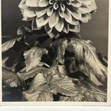 Dahlia Bloom and Leaves,  Blossfeldt-esque Silver Gelatin Print Photo