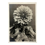 Dahlia Bloom and Leaves,  Blossfeldt-esque Silver Gelatin Print Photo
