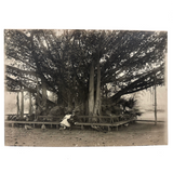 Under the Banyan Tree, With Peacocks, Stunning Antique Silver Print Photograph