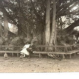 Under the Banyan Tree, With Peacocks, Stunning Antique Silver Print Photograph