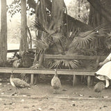 Under the Banyan Tree, With Peacocks, Stunning Antique Silver Print Photograph