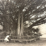 Under the Banyan Tree, With Peacocks, Stunning Antique Silver Print Photograph