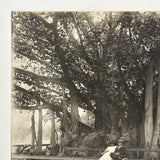 Under the Banyan Tree, With Peacocks, Stunning Antique Silver Print Photograph