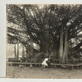Under the Banyan Tree, With Peacocks, Stunning Antique Silver Print Photograph