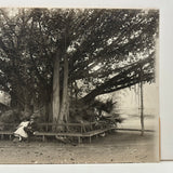 Under the Banyan Tree, With Peacocks, Stunning Antique Silver Print Photograph