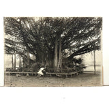 Under the Banyan Tree, With Peacocks, Stunning Antique Silver Print Photograph
